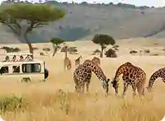 Wildlife Tours
